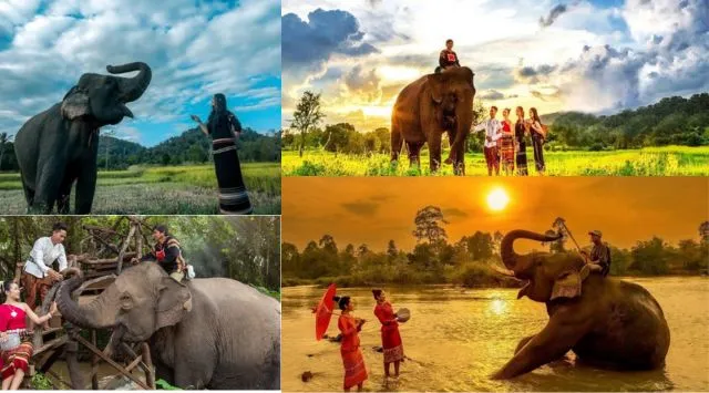  Vui đùa cùng những chú voi đáng yêu