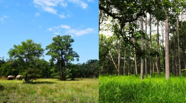 Đắm mình vào thiên nhiên tại Vườn quốc gia Yok Đôn
